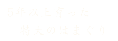 5年以上育った特大のはまぐり